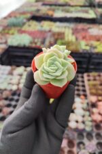 Graptoveria Lovely Rose