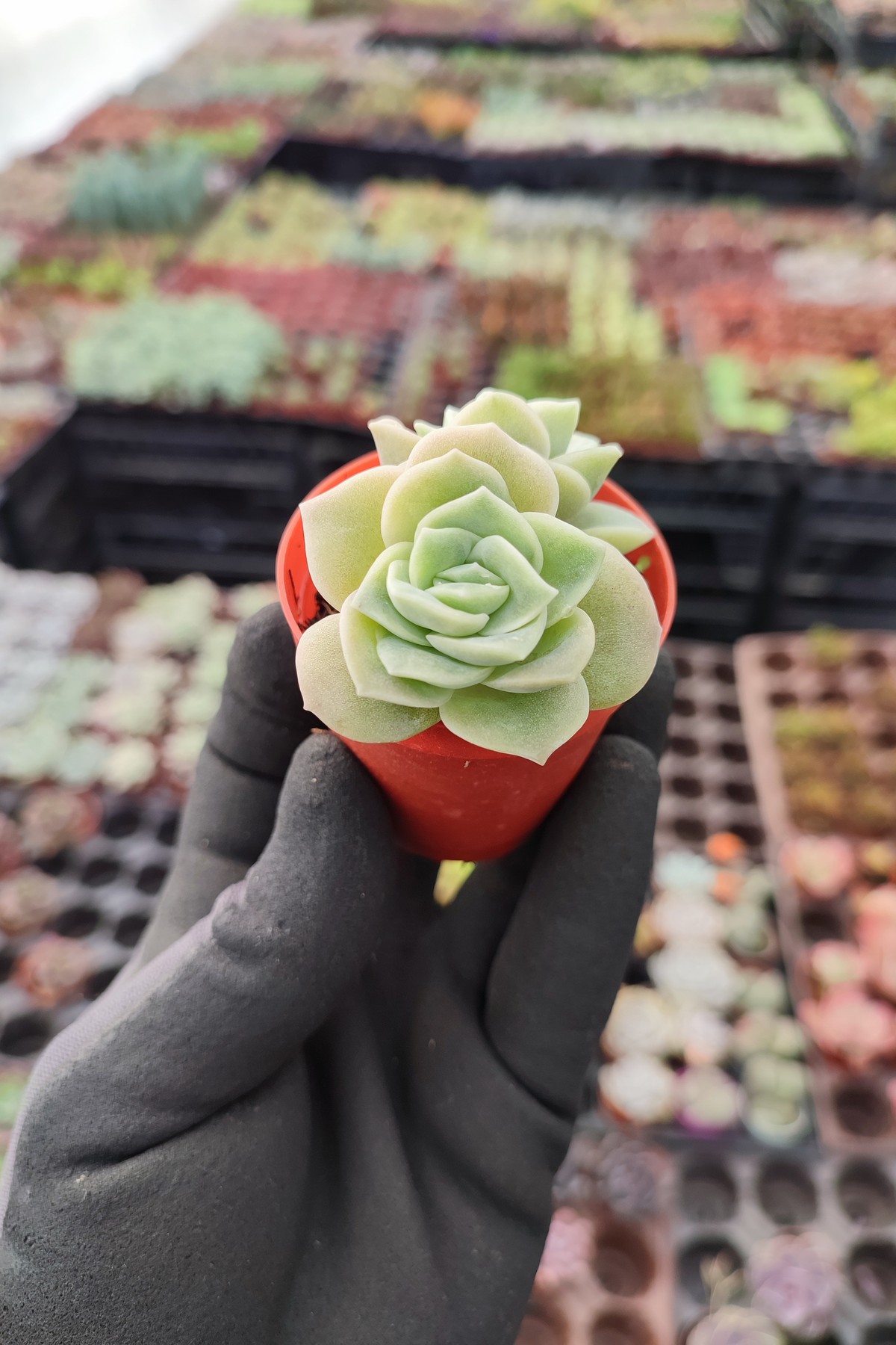 IMG_20260211_120850 Graptoveria Lovely Rose - Görsel 1