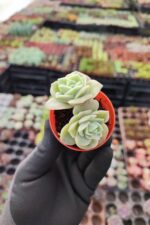 Graptoveria Lovely Rose - Görsel 3