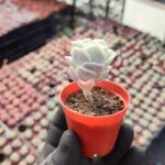 Graptoveria Lovely Rose