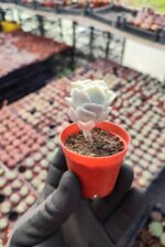 Graptoveria Lovely Rose