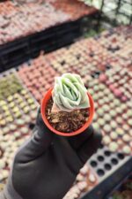 Graptoveria Lovely Rose - Görsel 2