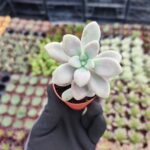 Graptopetalum Ellen