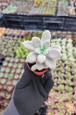 Graptopetalum Ellen