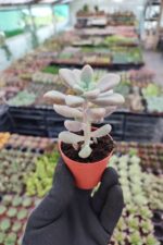 Graptopetalum Ellen - Görsel 2