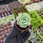 Echeveria Ssp.