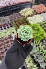 Echeveria Ssp.