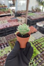 Echeveria Ssp. - Görsel 2
