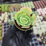 Echeveria peach pride