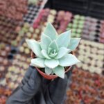 Echeveria blue bird