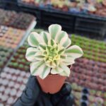 Aeonium Maybach