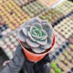Echeveria Atlantis