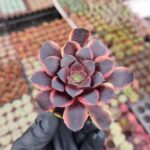 Aeonium SuperBang
