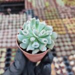 Echeveria pignose