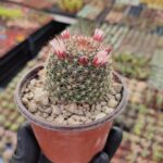 mammillaria zeilmanniana