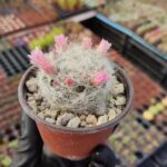 Mammillaria bocasana