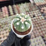 Astrophytum Asterias