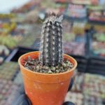 Echinopsis Mirabilis