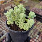Sedum Burrito