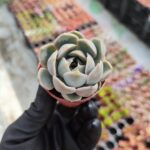 Echeveria Orion