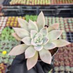 Echeveria silver quen