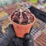 Gymnocalycium Mihanovichii