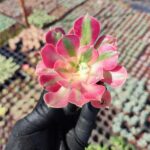 Aeonium Pink Witch