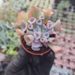 Echeveria Trumpet Pinky