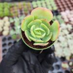Echeveria peach pride