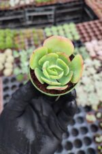 Echeveria peach pride
