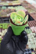 Echeveria peach pride - Görsel 2