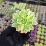 Aeonium Sweet Tea Variegated