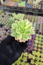 Aeonium Sweet Tea Variegated