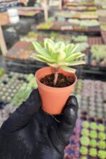 Aeonium Sweet Tea Variegated - Görsel 2