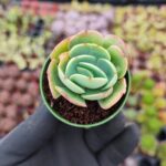 Echeveria peach pride