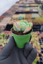 Echeveria peach pride - Görsel 2