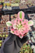 Aeonium Pink Witch