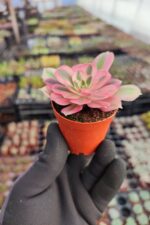 Aeonium Pink Witch - Görsel 2