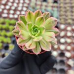 Aeonium Sweet Tea Variegated
