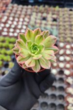 Aeonium Sweet Tea Variegated