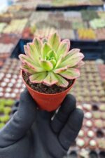 Aeonium Sweet Tea Variegated - Görsel 2