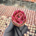 Aeonium Pink Witch