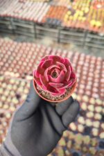Aeonium Pink Witch