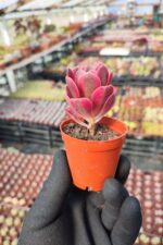 Aeonium Pink Witch - Görsel 2