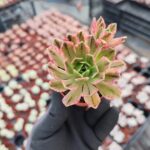 Aeonium Sweet Tea Variegated