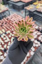 Aeonium Sweet Tea Variegated