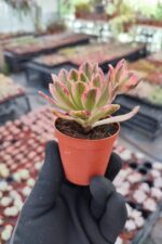 Aeonium Sweet Tea Variegated - Görsel 2