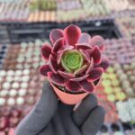 Aeonium SuperBang
