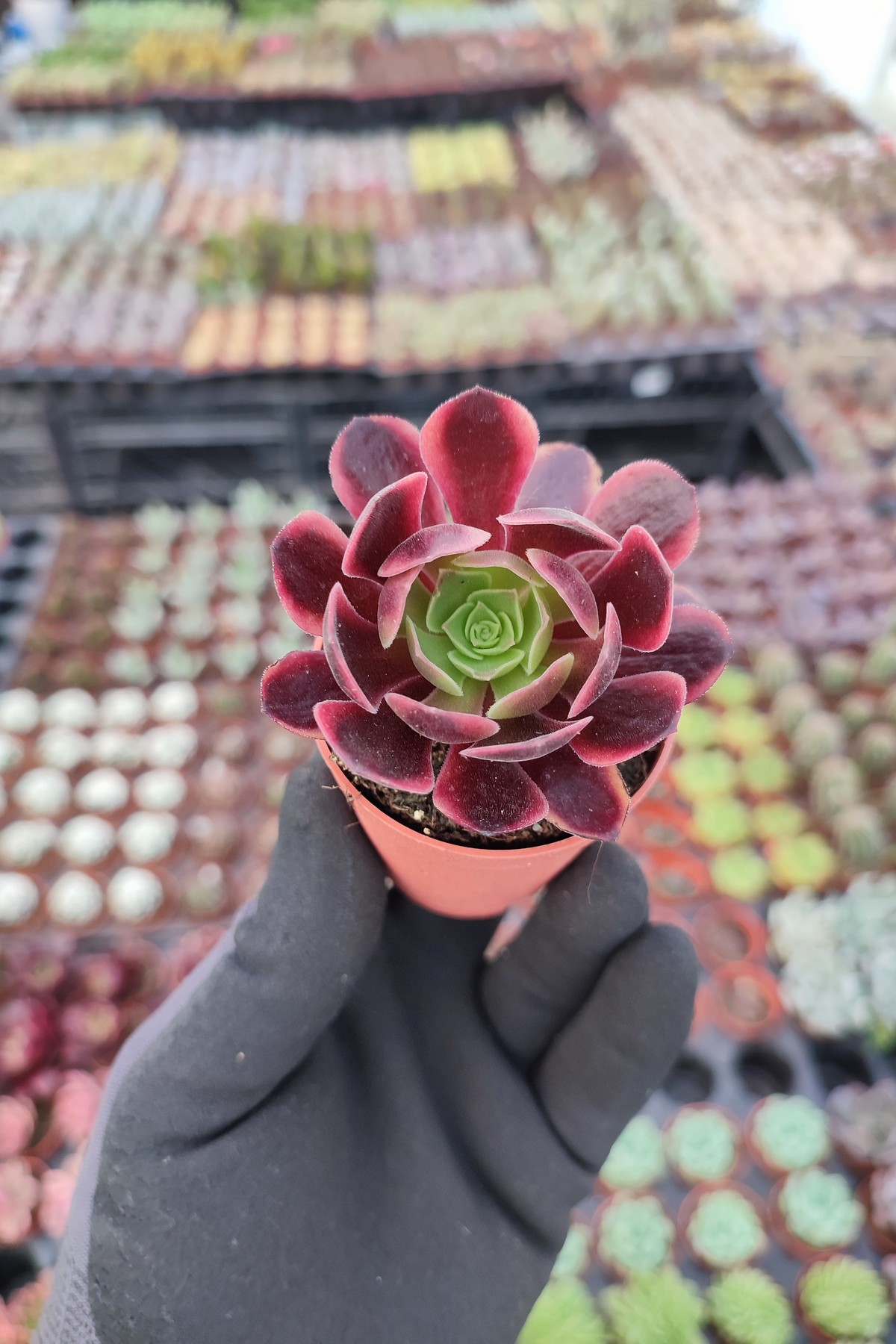 IMG_20260610_163739 Aeonium SuperBang - Görsel 1
