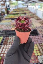 Aeonium SuperBang - Görsel 2